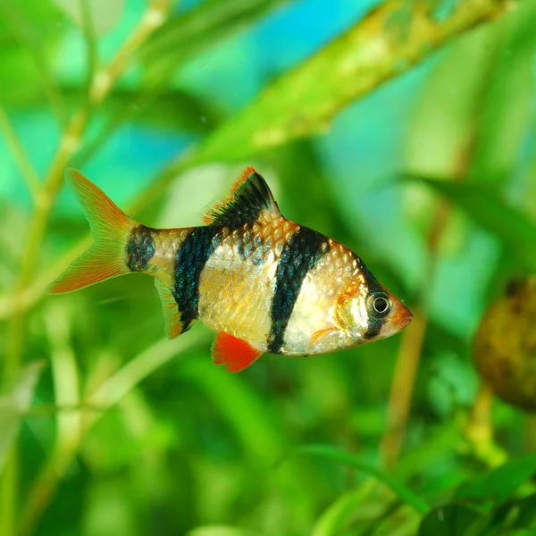 Tiger barb Puntius tetrazona в аквариуме — стоковое фото