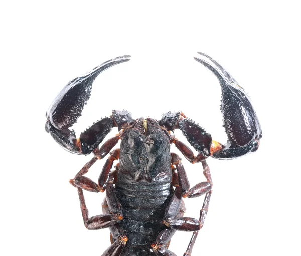 Scorpion (Heterometrus) op wit wordt geïsoleerd — Stockfoto