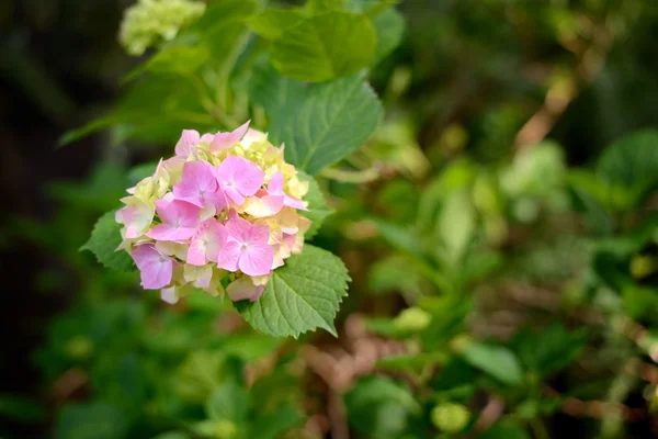 ピンクの花とエキゾチックな咲く植物 — ストック写真