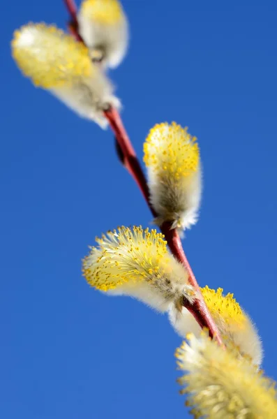 Blooming willow twig close-up against blue sky — Stock Photo, Image