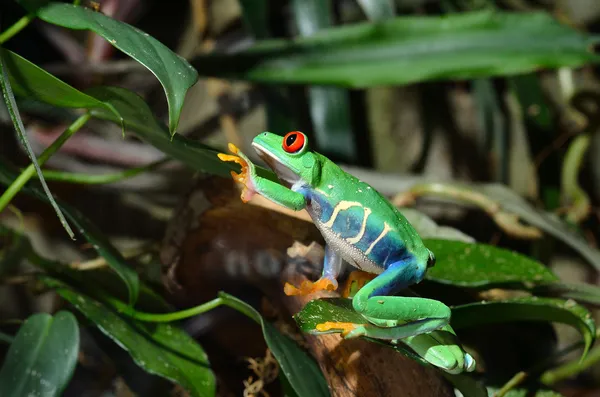 在陆地培养红眼蛙 agalychnis callidryas — 图库照片