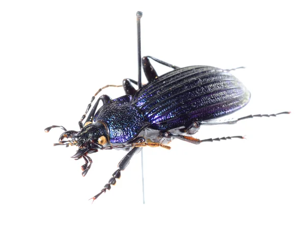 Färgglada marken beetle isolerade — Stockfoto