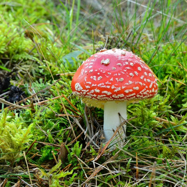 Cogumelo agárico. toadstool na floresta — Fotografia de Stock