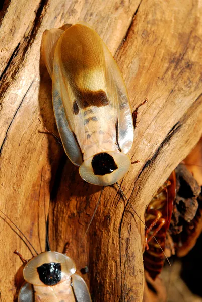 Olbrzymi karaluch blaberus giganteus w terrarium — Zdjęcie stockowe