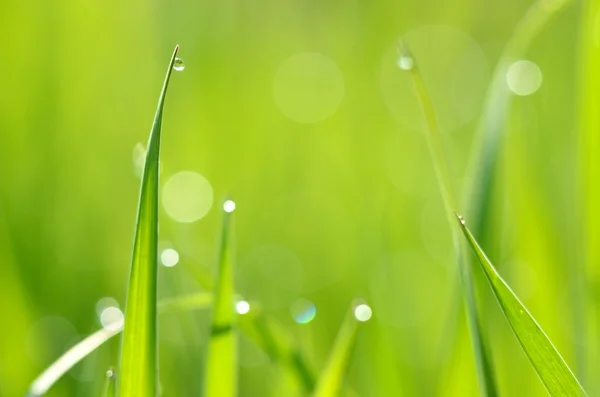 Frisches grünes Gras mit Wassertropfen aus nächster Nähe — Stockfoto