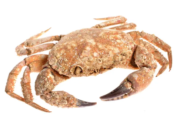 Edible shore crab covered with sea molluscs isolated on white — Stock Photo, Image