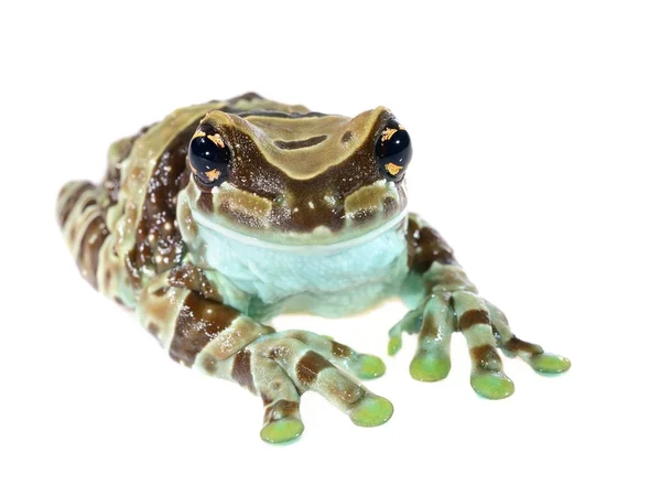 Goldaugen-Laubfrosch oder Amazonas-Milchfrosch Trachycephalus resinifictrix isoliert — Stockfoto