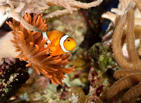 Amphiprion w akwarium morskie — Zdjęcie stockowe