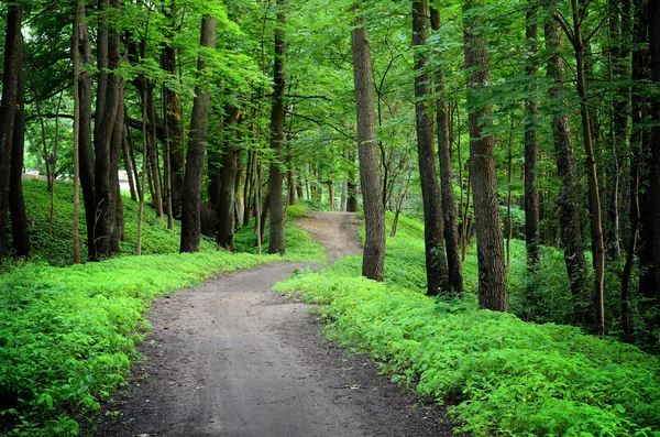 Mörk skog och en väg — Stockfoto