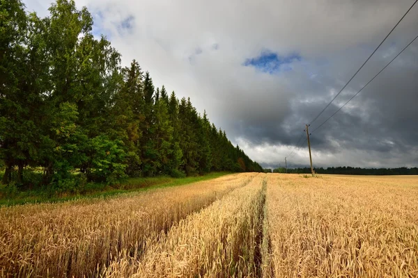 Зерновое поле против темных грозовых облаков — стоковое фото