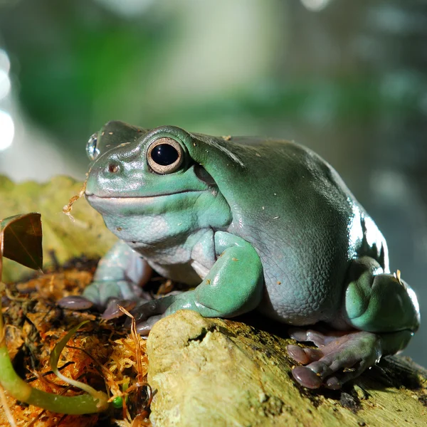 色彩艳丽的绿色青蛙，坐在水族馆里 — 图库照片