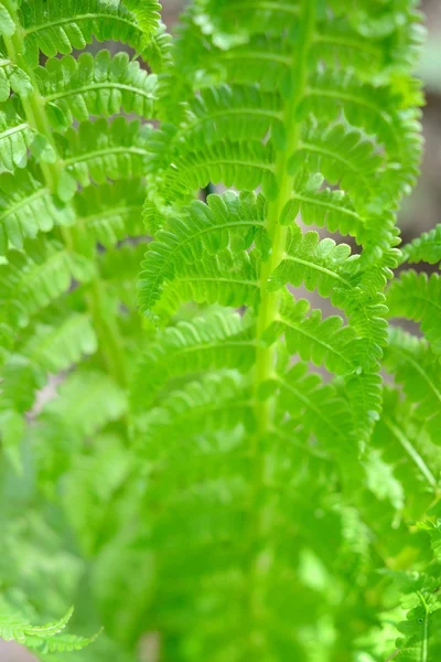 Nya sping fern närbild i skogen — Stockfoto