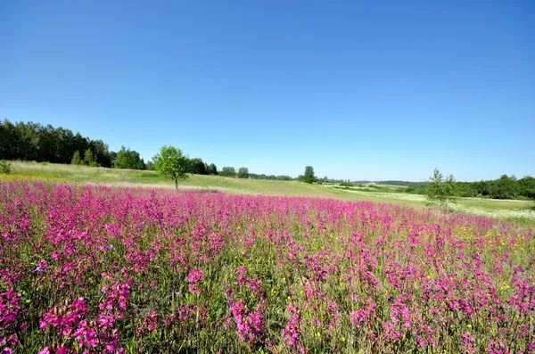 Klasické venkovské krajiny. Květinové pole proti modré obloze — Stock fotografie