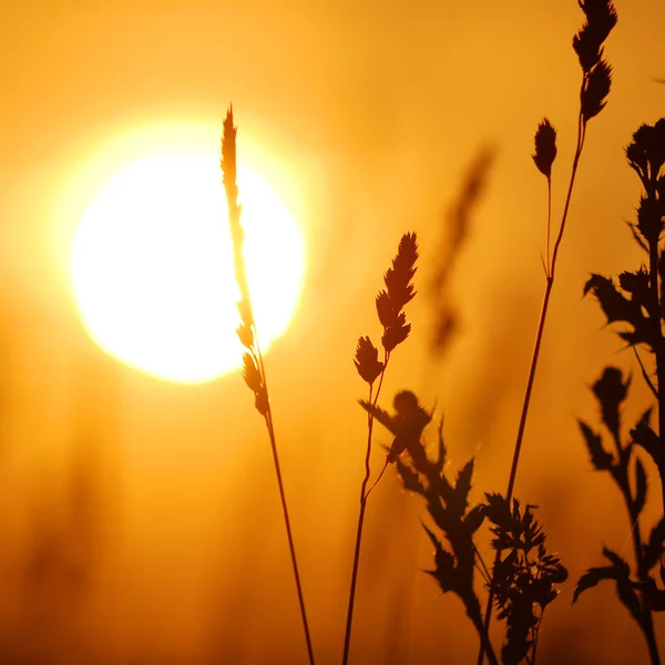 Gras aus nächster Nähe gegen untergehende Sonne — Stockfoto