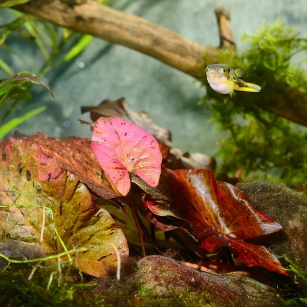 Natural aquqrium representing tropical biotop — Stock Photo, Image