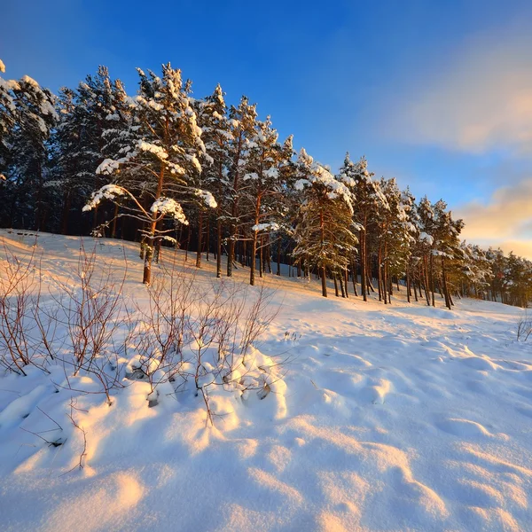 Puesta de sol y bosque en la orilla del mar Báltico — Foto de Stock