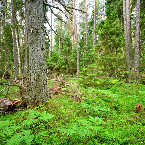 Dark pine forest scene — Stock Photo, Image