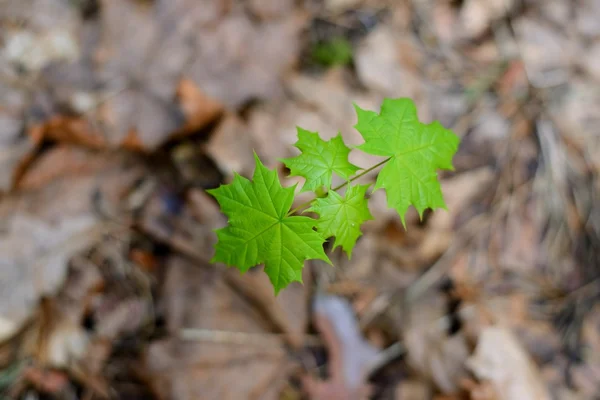 New leaves on tree in spring — Stock Photo, Image