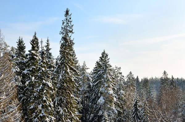 Zimowy krajobraz las przeciw błękitne niebo — Zdjęcie stockowe