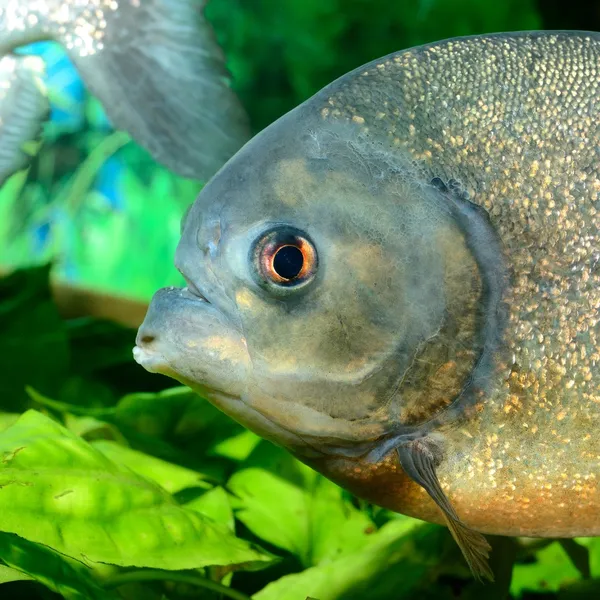 Piranha in aquarium — Stock Photo, Image