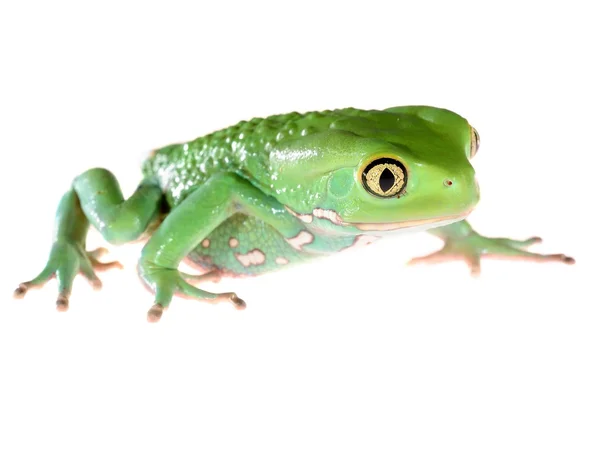 Grenouille des feuilles de singe cireuse verte Phyllomedusa sauvagii isolée sur blanc — Photo