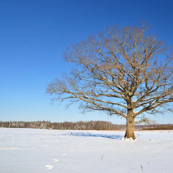 Eenzame eik in het veld in de winter — Stockfoto