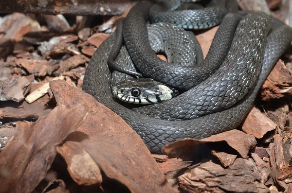 Çim yılan yakın çekim — Stok fotoğraf