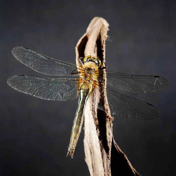 Dragonfly sitting on the stick on black — Stock Photo, Image