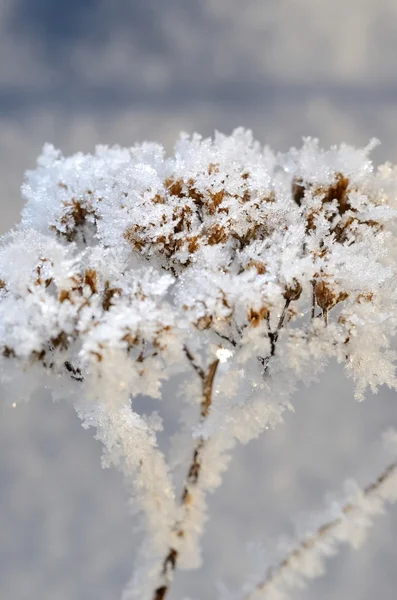 Gelée blanche sur les plantes en hiver — Photo