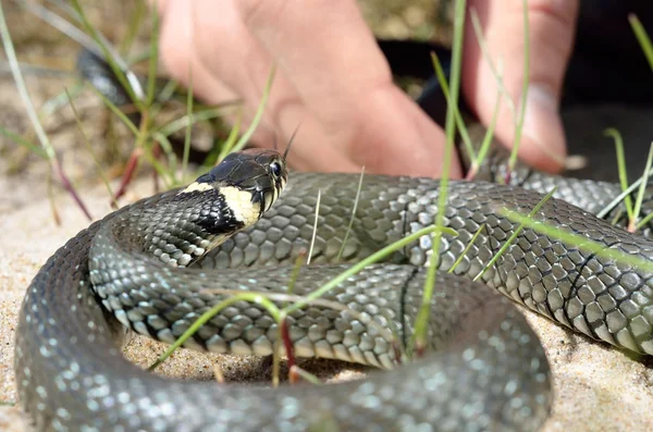 Grass snake in front of the hand close-up — Stock Photo, Image
