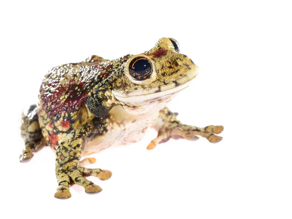 Grenouille à tête de casque à points noirs Trachycephalus nigromaculatus isolé — Photo