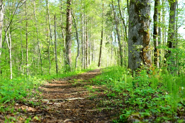 Estrada na floresta da manhã — Fotografia de Stock