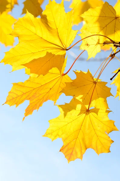 Autumn leaves close-up — Stock Photo, Image