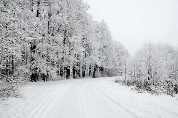 Winter scene: road and forest with hoar-frost on trees — Stock Photo, Image