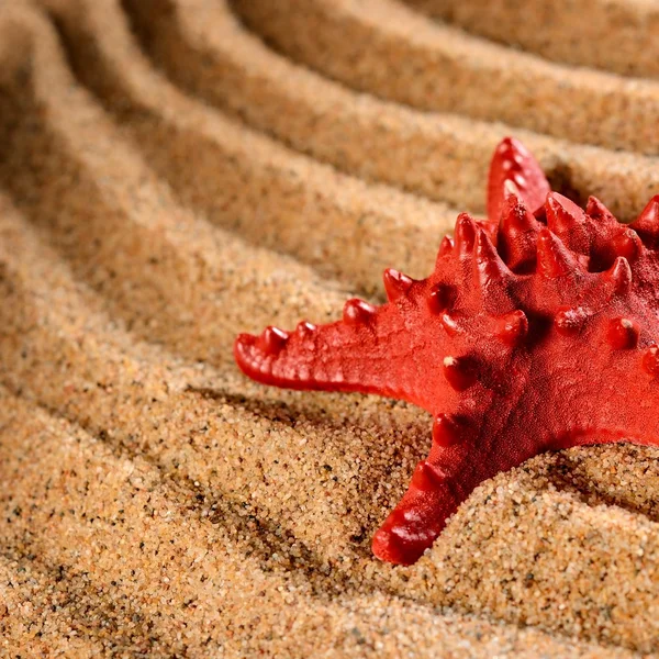 Sea star on the sandy beach — Stock Photo, Image