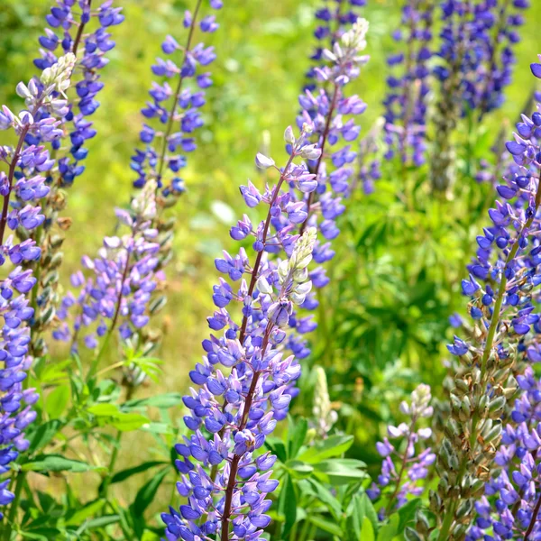 Primeros planos de las flores lupinas — Foto de Stock