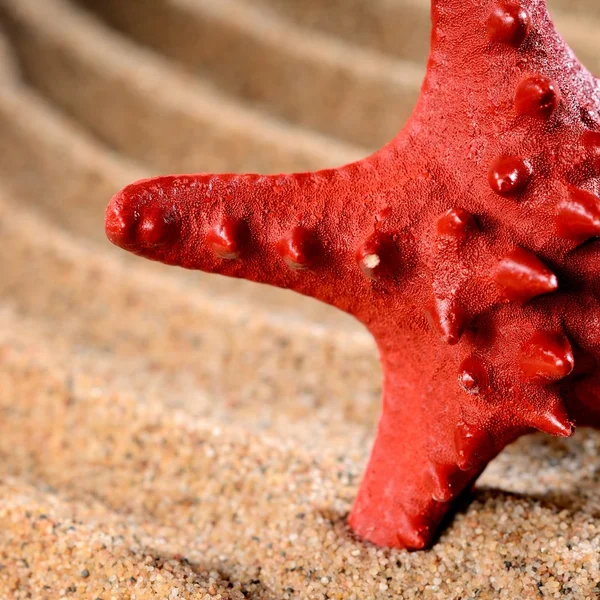 Sea star on the sandy beach — Stock Photo, Image