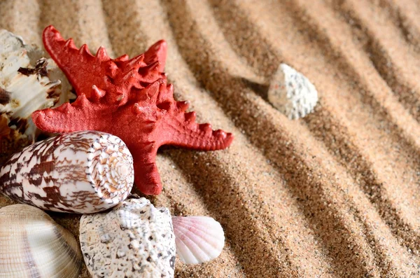 Sea star and shells on the sandy beach — Stock Photo, Image