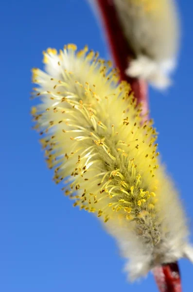 Blooming willow twig close-up against blue sky — Stock Photo, Image