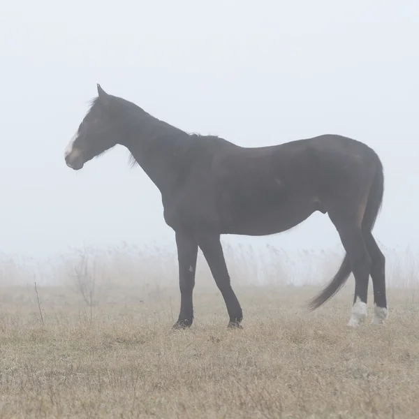 Horse in fog — Stock Photo, Image