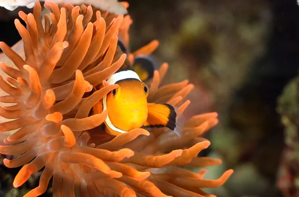 Clownfish in marine aquarium — Stock Photo, Image