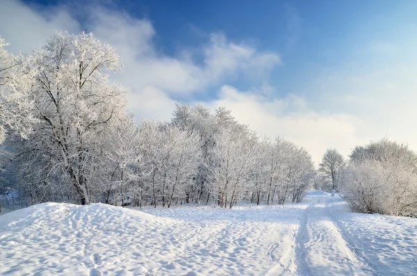 Hoar-frost on trees in winter Stock Photo