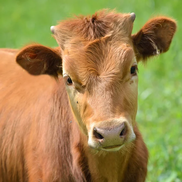 Calf portrait at the green filed Royalty Free Stock Photos
