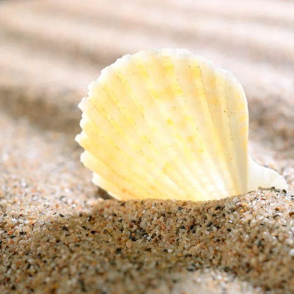 Sea shell on the sandy beach Stock Photo