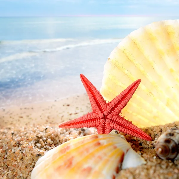 Sea star and shells on the sandy beach Stock Image