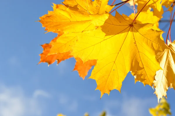 Autumn leaves close-up Royalty Free Stock Images
