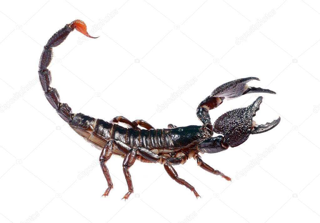 Black scorpion Pandinus imperator in posture of agression isolated. No shadow