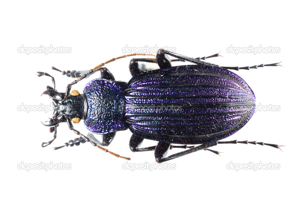 Colorful ground beetle isolated