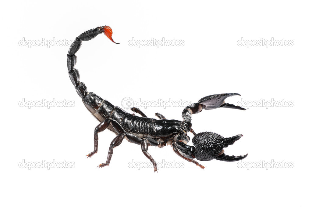 Black scorpion Pandinus imperator in posture of agression isolated