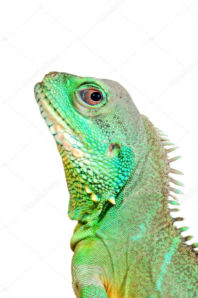 colorful green lizard close-up. Isolated